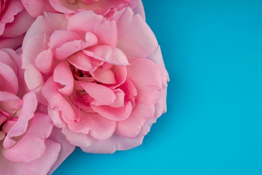 rose flowers on a blue background isolated