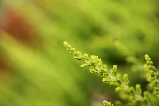 Green leaves close up botanical background erica sativa family ericaceae big size high quality modern prints