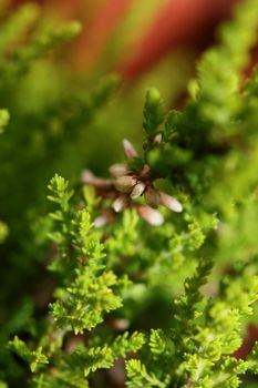 Green leaves close up botanical background erica sativa family ericaceae big size high quality modern prints