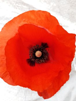 Red field poppy flower on a white-gray background close-up.