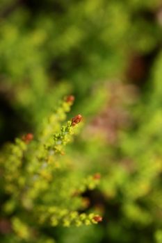 Green leaves close up botanical background erica sativa family ericaceae big size high quality modern prints