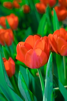 Red tulips opened their buds in spring