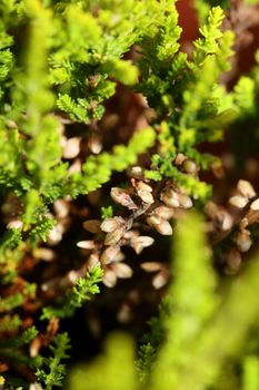 Green leaves close up botanical background erica sativa family ericaceae big size high quality modern prints