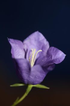 Blue flower blossoming close up trendy botanical background Campanula rhomboidalis family campanulaceae big size print high quality