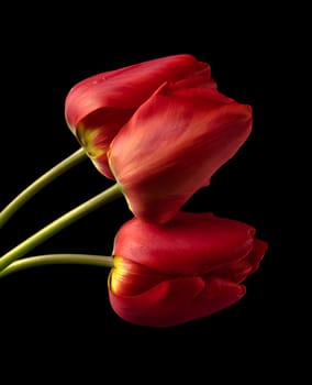 Flowers, blossoming three bud of a tulip, with red petals, on a black background