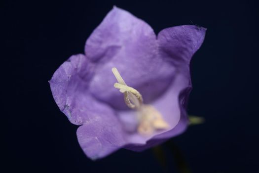 Blue flower blossoming close up trendy botanical background Campanula rhomboidalis family campanulaceae big size print high quality