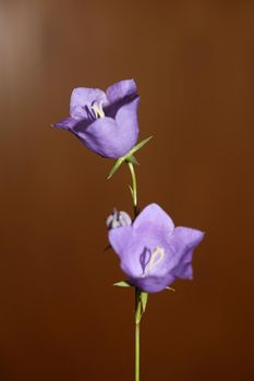 Blue flower blossoming close up trendy botanical background Campanula rhomboidalis family campanulaceae big size print high quality