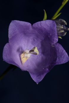 Blue flower blossoming close up trendy botanical background Campanula rhomboidalis family campanulaceae big size print high quality