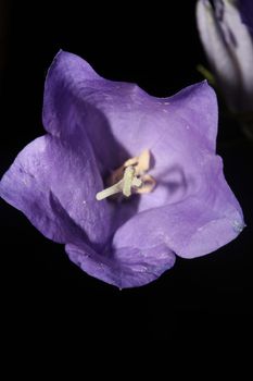 Blue flower blossoming close up trendy botanical background Campanula rhomboidalis family campanulaceae big size print high quality