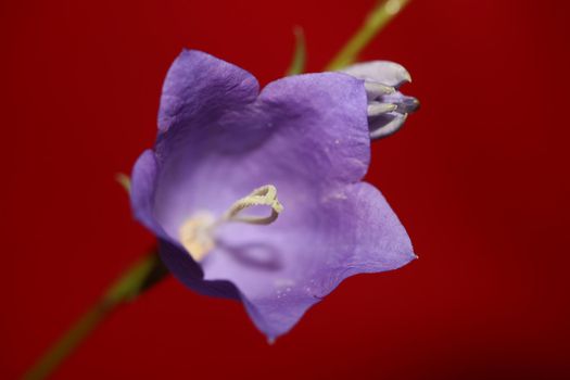 Blue flower blossoming close up trendy botanical background Campanula rhomboidalis family campanulaceae big size print high quality