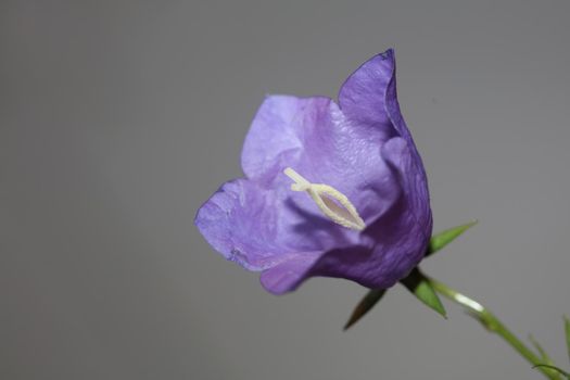 Blue flower blossoming close up trendy botanical background Campanula rhomboidalis family campanulaceae big size print high quality