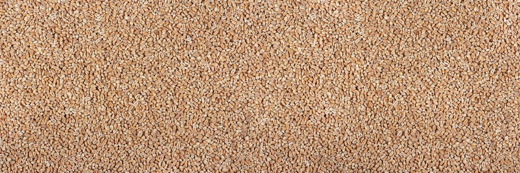 Texture of wheat, grains. Background for dry wheat design. Large size for banner printing or packaging. Top view of an evenly scattered grain of wheat