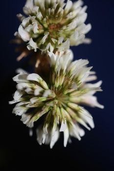 White wild flower blossom close up botanical background Trifolium alexandrinum family leguminosae high quality big size prints