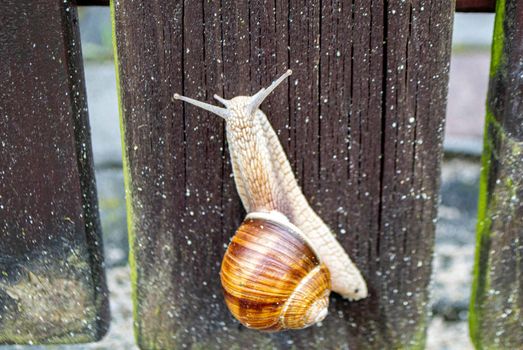 Roman Snail - Helix pomatia, common snail from European gardens and meadows, Czech Republic. High quality photo