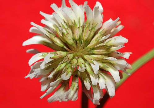 White wild flower blossom close up botanical background Trifolium alexandrinum family leguminosae high quality big size prints