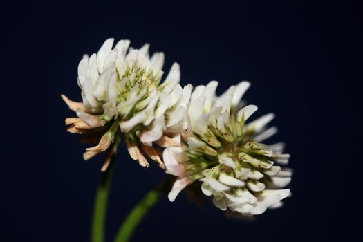 White wild flower blossom close up botanical background Trifolium alexandrinum family leguminosae high quality big size prints