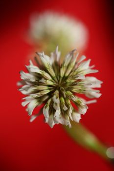 White wild flower blossom close up botanical background Trifolium alexandrinum family leguminosae high quality big size prints