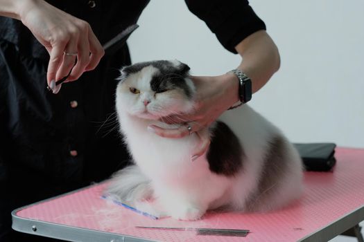 The grooming master holds the cat's head with one hand and cuts it with scissors with the other.