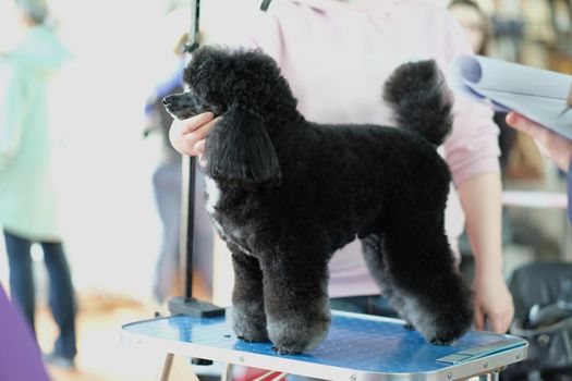 The groomer shows the haircut of the poodle dog from the side on the table.