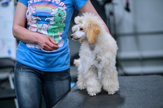 Cute poodle puppy on the table next to the trainer.