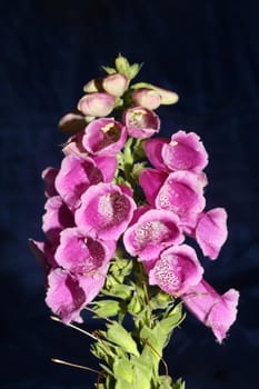 Wild purple flower blossom close up modern botanical background purpurea digitalis family plantaginaceae high quality big size prints