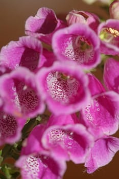 Wild purple flower blossom close up modern botanical background purpurea digitalis family plantaginaceae high quality big size prints