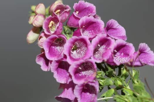 Wild purple flower blossom close up modern botanical background purpurea digitalis family plantaginaceae high quality big size prints