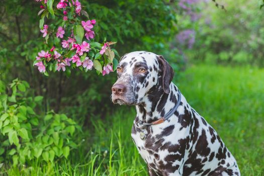 beautiful golden retriever dog portrait by a blooming apple tree