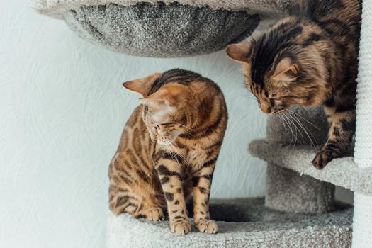 Young cute bengal cat sitting on a soft cat's shelf of a cat's house indoors.