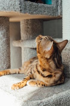 Young cute bengal cat laying on a soft cat's shelf of a cat's house indoors.