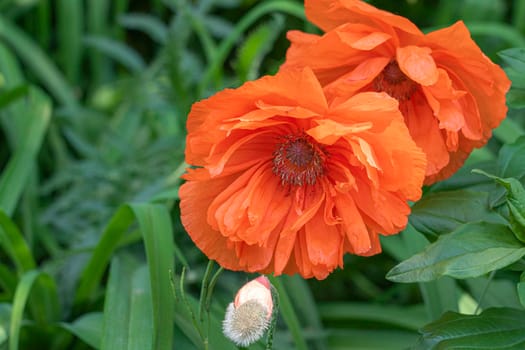 beautiful red poppy on a green background. photo