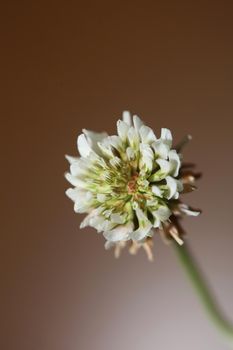 White wild flower blossom close up botanical background Trifolium alexandrinum family leguminosae high quality big size prints