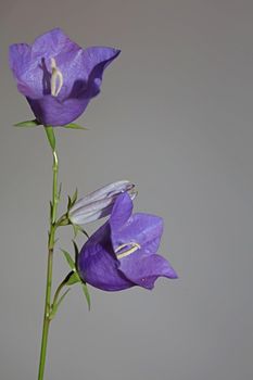 Blue flower blossoming close up trendy botanical background Campanula rhomboidalis family campanulaceae big size print high quality