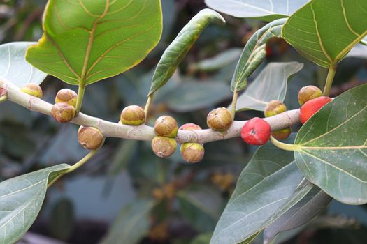 red colored banyan fruit on tree in garden for animal food