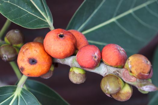 red colored banyan fruit on tree in garden for animal food