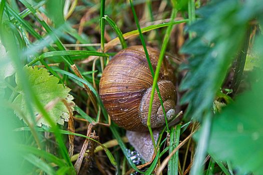 Roman Snail - Helix pomatia, common snail from European gardens and meadows, Czech Republic. High quality photo