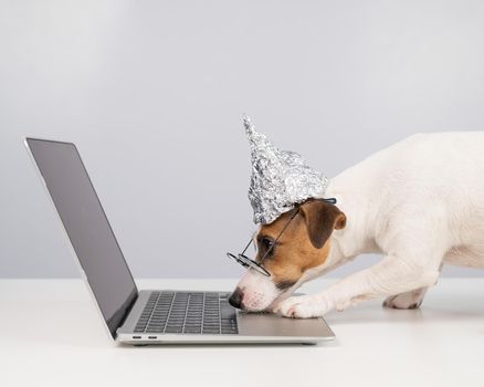 Jack Russell Terrier dog in a tinfoil hat and glasses works at a laptop