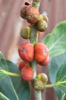 red colored banyan fruit on tree in garden for animal food