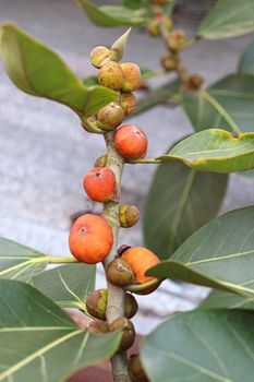 red colored banyan fruit on tree in garden for animal food