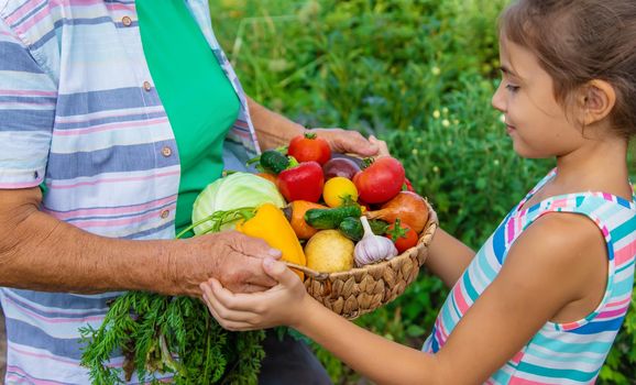 Grandmother in the garden with a child and a harvest of vegetables. Selective focus. Food.