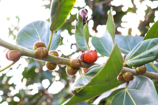 red colored banyan fruit on tree in garden for animal food