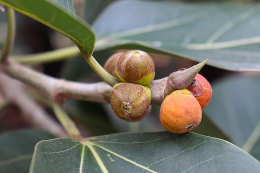 red colored banyan fruit on tree in garden for animal food