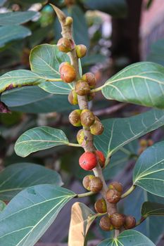 red colored banyan fruit on tree in garden for animal food