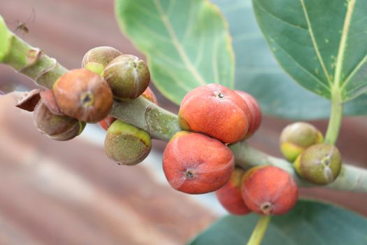 red colored banyan fruit on tree in garden for animal food