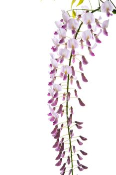 Branch of beautiful spring blooming Wisteria, isolated on white background