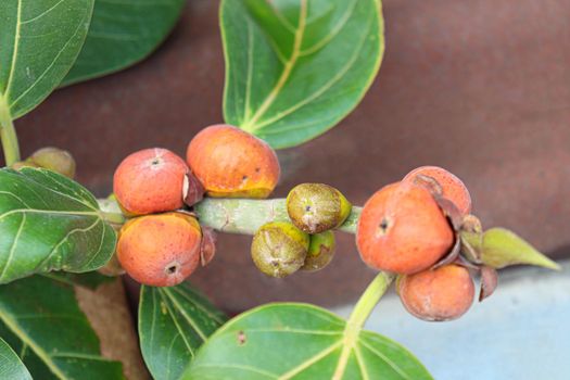 red colored banyan fruit on tree in garden for animal food