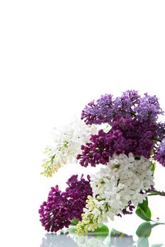 Bouquet of beautiful spring lilacs of different colors isolated on white background