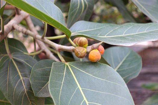 red colored banyan fruit on tree in garden for animal food