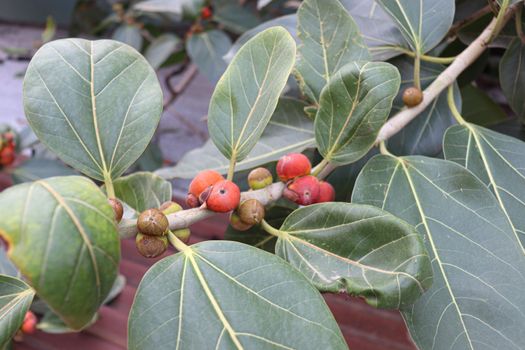 red colored banyan fruit on tree in garden for animal food