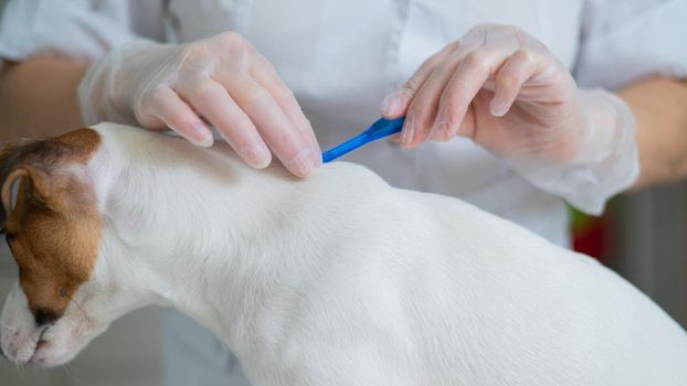 A veterinarian treats a dog from parasites by dripping medicine on the withers